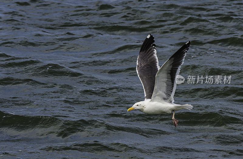 西鸥(Larus occidentalis)是一种生活在北美西海岸的大型白头鸥。旧金山湾。飞行。